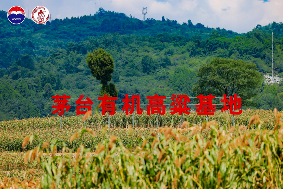 1773993707642046325.jpg 图片33.jpg